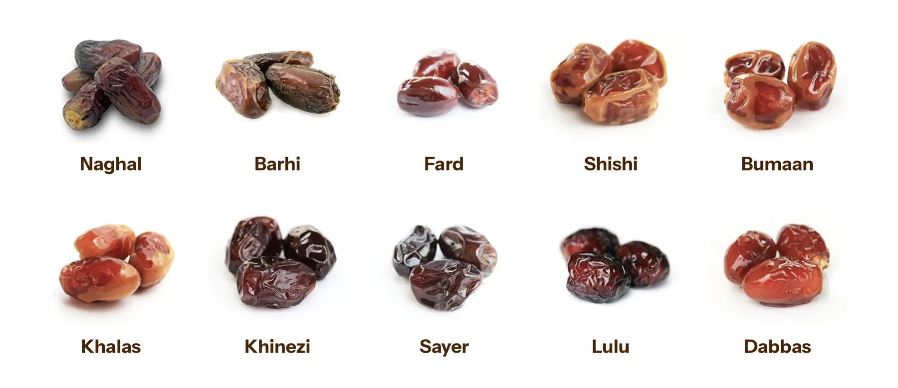The ten whole date varieties we supply: Naghal, Barhi, Fard, Shishi, Bumaan, Khalas, Khinezi, Sayer, Lulu and Dabbas