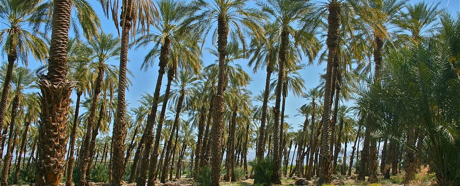 Date palms in fruit